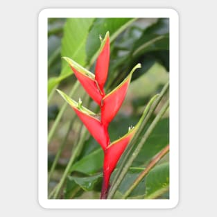 An Exotic Heliconia Sticker